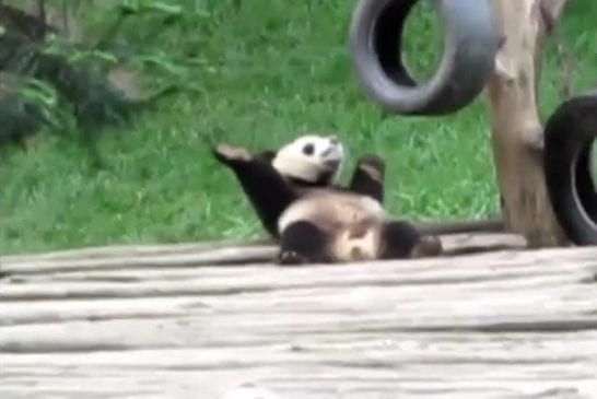 Panda fait un solo de danse