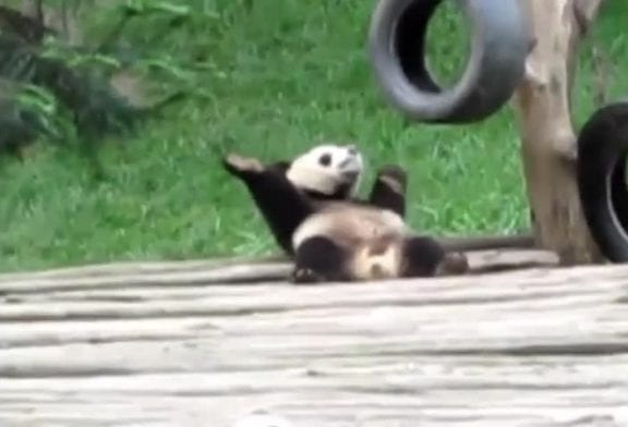 Panda fait un solo de danse