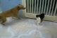 Chat se bat au sabre laser avec un chien