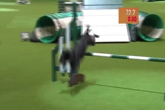 Chien fait caca durant son épreuve sportive