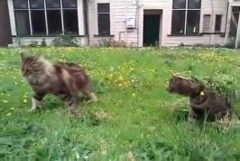 Enbuscade d’un chat camouflé