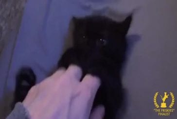 Un chat noir