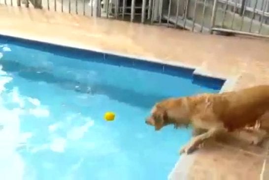 Chien Vs Piscine