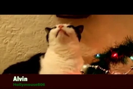 Animaux chantent Jingle Bells