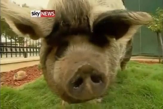 Boris le cochon obèse