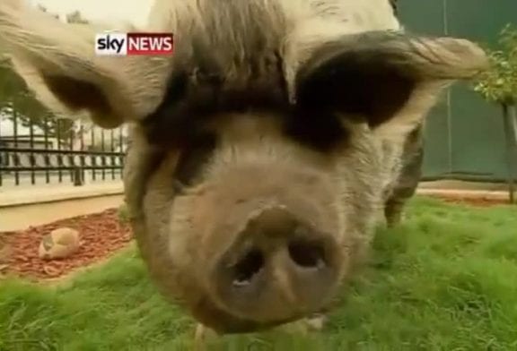 Boris le cochon obèse