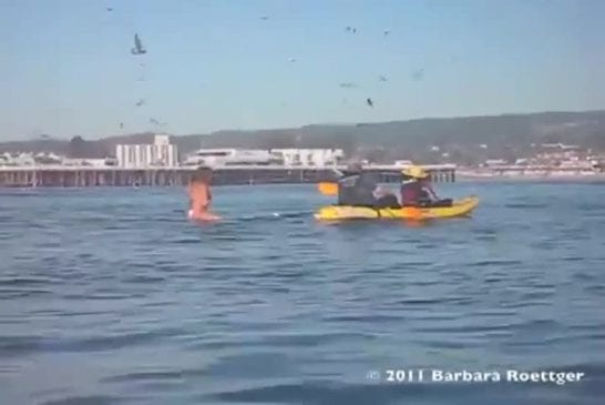 Presque avalé par la baleine