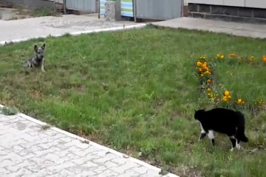 Eternel combat entre chien et chat