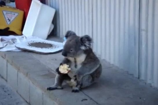 Koala mange une pomme