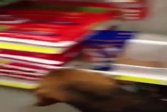 Chien entre dans un magasin et vole un nouveau jouet