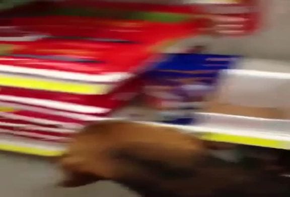 Chien entre dans un magasin et vole un nouveau jouet