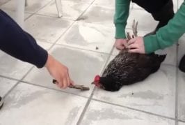 Comment hypnotiser une poule