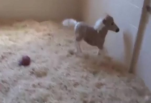 Adorable mini cheval