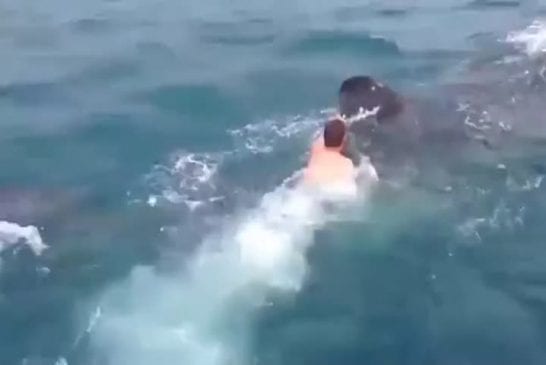 Homme audacieux monte sur un requin baleine