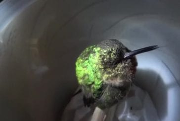 Un colibri qui ronfle