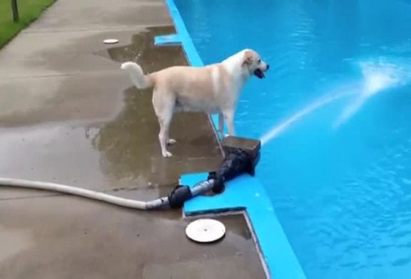 Ce chien n’est pas le plus intelligent du monde