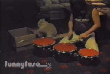 Chat joue de la batterie
