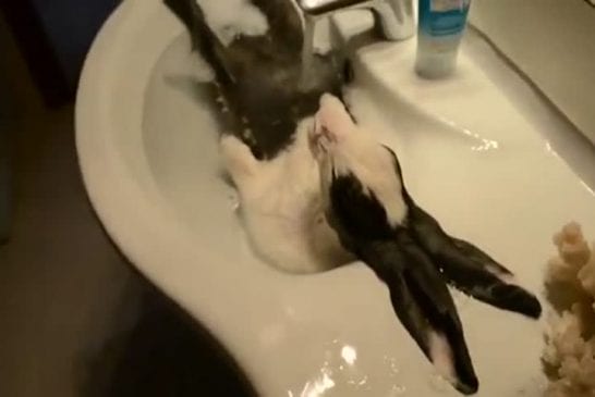 Lapin prend un bain