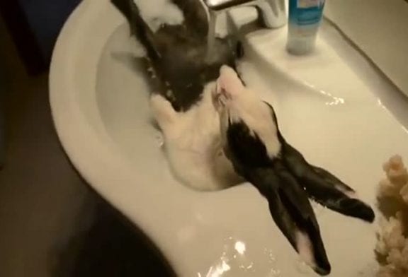 Lapin prend un bain