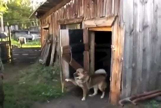 Chien veut un peu d’intimité