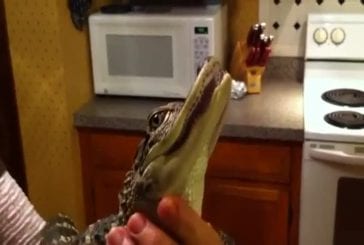 Bébé alligator aime les gratouilles sur la tête