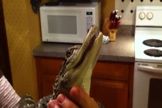 Bébé alligator aime les gratouilles sur la tête