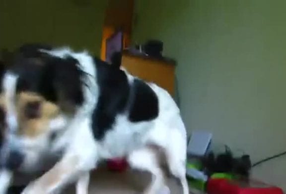 Chat ennuie un chien qui ronge son os