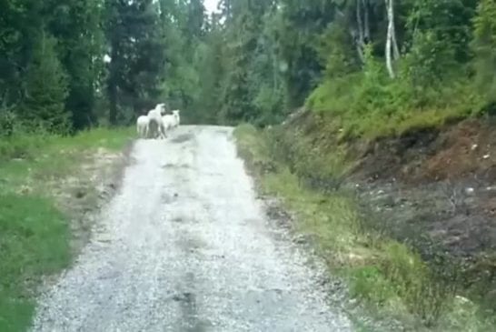 Maman mouton effraie le loup