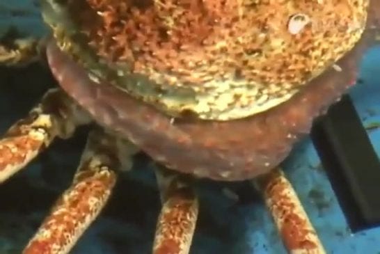 Araignée des mers mue devant vos yeux