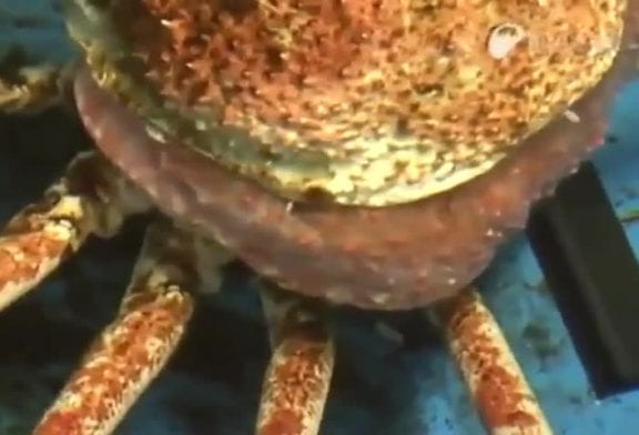 Araignée des mers mue devant vos yeux