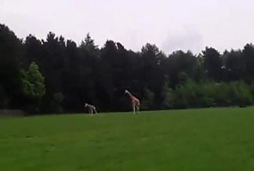 Girafe essaye d’avoir des relations sexuelles pour la première fois