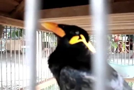 Oiseau chante comme un téléphone cellulaire
