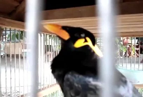 Oiseau chante comme un téléphone cellulaire