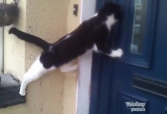 Les meilleures vidéos de chats de mai 2013