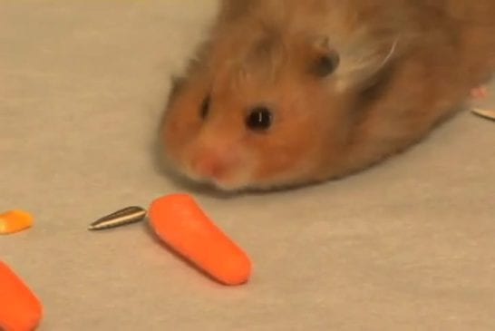 Quantité de nourriture qu’un hamster peut stocker dans ses joues