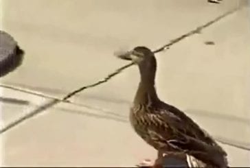 Ce canard interpelle un flic pour sauver ses canetons
