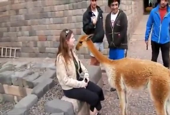 Lama irrespectueux crache dans le visage de la jeune fille