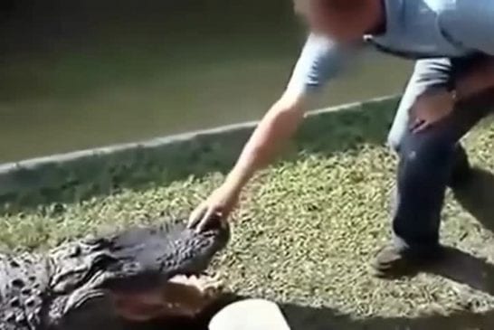 Ne jamais taquiner un alligator