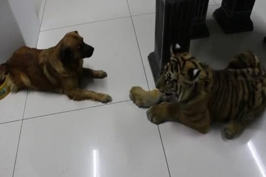 Chien refuse de partager l’eau avec un tigre