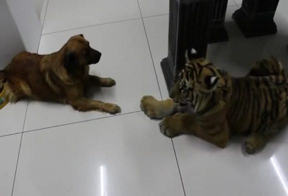 Chien refuse de partager l’eau avec un tigre