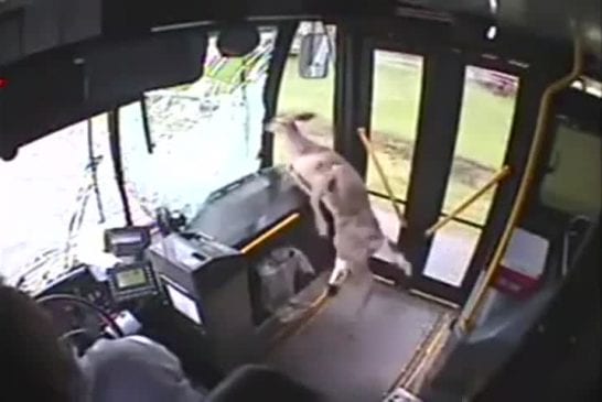 Une biche s’écrase sur un bus