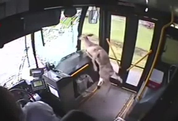 Une biche s’écrase sur un bus