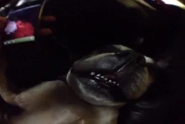 Comment réveiller un chien