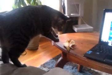 Chat terrorisé par une peau de banane