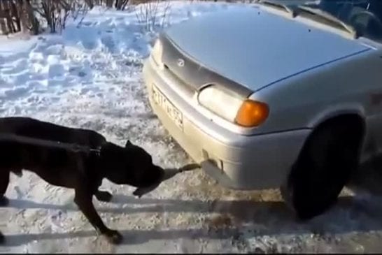 Un pitbull tire une voiture