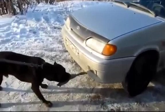 Un pitbull tire une voiture