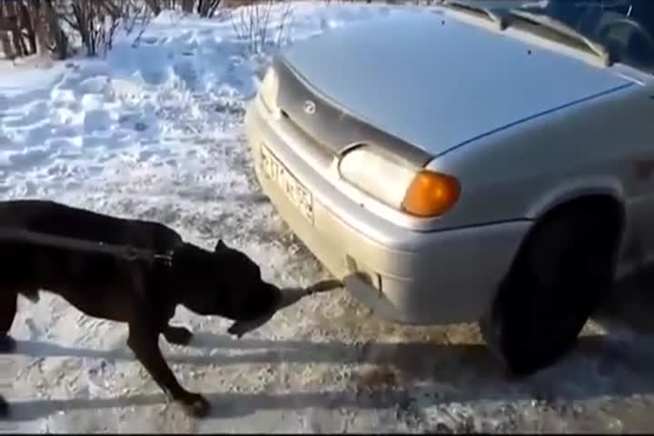 Un pitbull tire une voiture - Vidéo Dailymotion