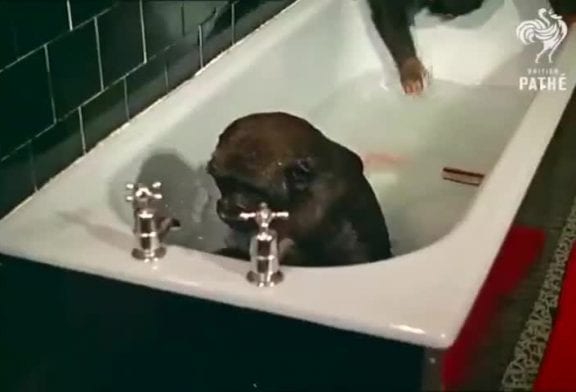 Bébé gorille prend un bain