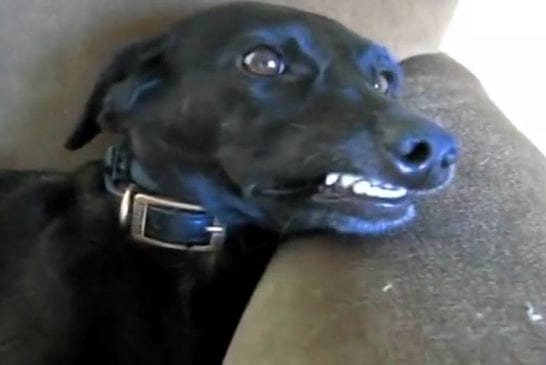 Chien qui fait un sourire