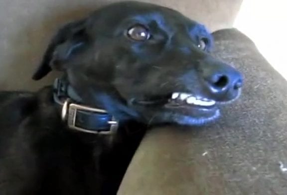 Chien qui fait un sourire